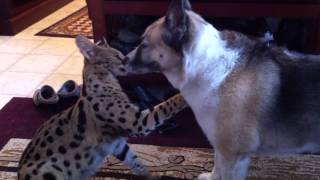 Jagger  Serval  playing with german shepherd  heeler cross [upl. by Alyac]