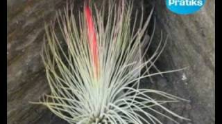 Présentation des tillandsias les plantes sans terre [upl. by Aurita]