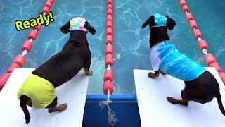 The Wienerlympics  Cute amp Funny Wiener Dog Video [upl. by Tnemelc]