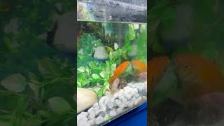 Goldfish breeding goldfish gold aquarium breeding fish guppy petsmoon fishing shorts pets [upl. by Anilocin685]