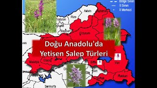 Doğu Anadoluda Yüksek Rakımda Yetişen Salep Türleri [upl. by Sunil]