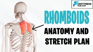 Rhomboid Major and Minor Anatomy and Best Stretches For Tightness Soreness and Upper Back Pain [upl. by Otrebla855]