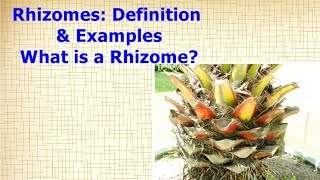 Rhizomes Definition amp Examples  What is a Rhizome [upl. by Lapo422]