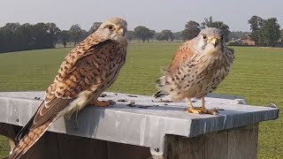 Torenvalken vanuit nieuw standpunt [upl. by Plafker]