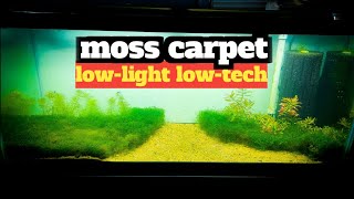 EASY Low Light NO CO2 Moss Carpet Plant [upl. by Ynnod]