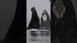 SURPRISING HUMPBACK WHALE LUNGE FEEDING IN FRONT OF WHALE WATCH BOAT [upl. by Ernestine]