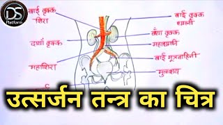 How to draw human excretory system  मानव उत्सर्जन तन्त्र का चित्र  utsarjan tantra ka chitra [upl. by Aiden803]