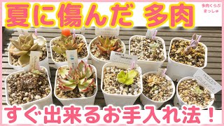 【多肉植物】夏のダメージ多肉を救え❣️簡単なお手入れ方法✨ [upl. by Lidda]