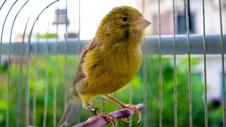 First Canary singing after molting  Canary s training song [upl. by Hartzel]