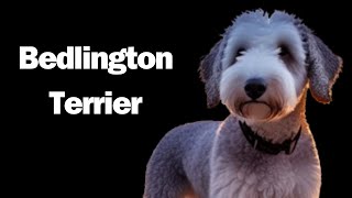 Bedlington Terrier Get ready to embark on a journey into the world of the Bedlington Terrier [upl. by Nason]