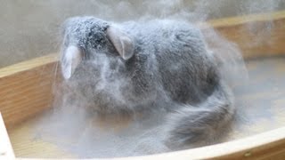 The Dustiest Chinchilla Dust Bath EVER [upl. by Ettennad]