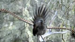 lyrebird wollomombi June 2012MOV [upl. by Kemble]