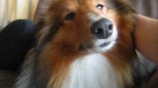 Sleepy Sheltie Dog Gets Attention [upl. by Geminian]