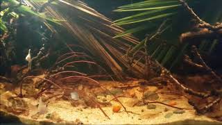 A pool with black water in Leticia west of Amazonas river Colombia 240 L [upl. by Names19]