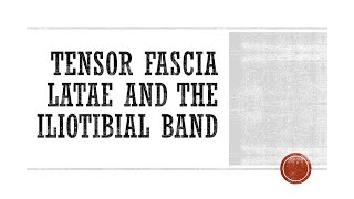 Tensor Fascia Latae and the Iliotibial Band Functional Anatomy [upl. by Aiam748]