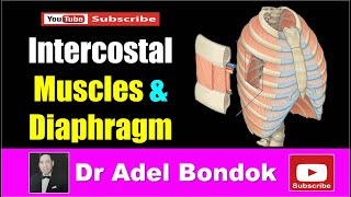 Intercostal Muscles and Diaphragm Dr Adel Bondok [upl. by Jer807]