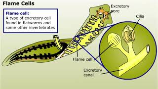 Excretion in Animals [upl. by Olia]