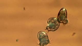 Veliger Larvae of the Hooded Nudibranch Lemon Nudibranch and Pleurobranchaea californica [upl. by Htabmas]