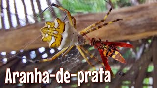 Aranhadeprata Argiope argentata capturando inseto como você nunca viu [upl. by Ahsinra]