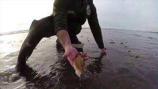 Digging Razor Clams in Washington [upl. by Eikkin]