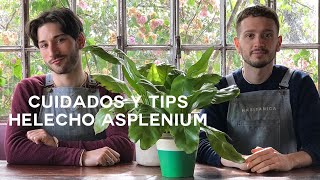 Cuidados Helecho Asplenium🍃 ¡Resistente y Fácil de Cuidar [upl. by Alexa]