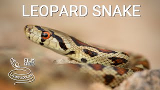 Leopard snake Zamenis situla a beautiful snake species from Europe Aesculapian snake [upl. by Gant]