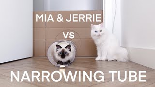 Mia and Jerrie vs Narrowing tube  or Mia vs Jerrie in narrowing tube haha  mmeowmmia [upl. by Sualakcin]