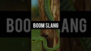 Boomslang snake  boomslang snake bite effects  Amazing facts venumous snake  shorts facts [upl. by Supen45]