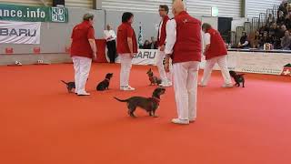 ダックスフントのショー ドッグダンス Dachshund Show 2018 0203 [upl. by Atteloc]