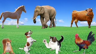 Learning About Animal Life  Elephant Horse Dog Cat Squirrel Cow  Animal Moments [upl. by Sherrard908]