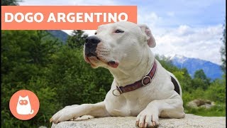 Dogo Argentino – Addestramento storia e caratteristiche della razza [upl. by Stafford274]