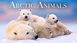 Arctic Animals 4K  Amazing Scenes of Arctic Wildlife  Scenic Relaxation Film [upl. by Eniar]