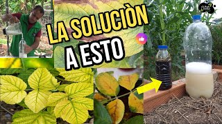 PORQUE se ponen AMARILLAS las HOJAS de las plantas Como Solucionar remedio CASERO FACIL GRATIS [upl. by Perle]