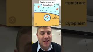 Endocytosis vs exocytosis [upl. by Elboa]