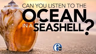 Can you listen to the ocean in a seashell  6abc Discovery [upl. by Arraeis649]