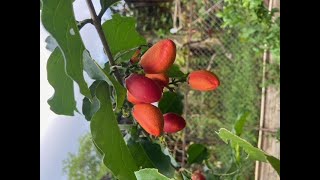 Eat tasty peanutbutter fruits [upl. by Odetta]