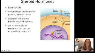 Lecture13 Endocrine Part1 [upl. by Ahseela]