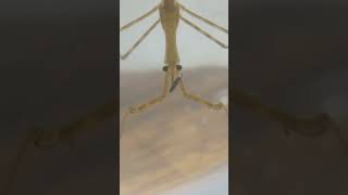 Ranatra eatsWater bugbug shortvideo scary insects predator [upl. by Relyc108]