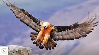 Bearded Vulture  Staggering Eighty Percent Of Its Diet From Bones [upl. by Stafani]