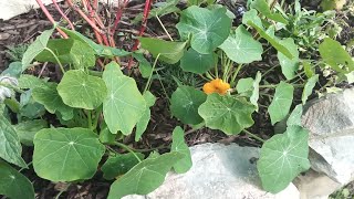 The Benefits Of Planting Nasturtiums In Your Garden  Edible Landscape Garden Tour [upl. by Hcab]