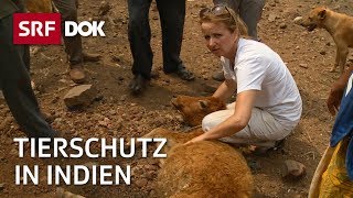 Tierschutz in Indien – Esther Geisser rettet heilige Kühe  Reportage  SRF [upl. by Jacobah]