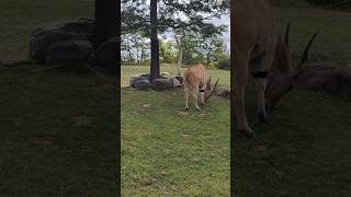 Antelope eating about place antelopes animal animals toronto trending viral shortsviral vlog [upl. by Aioj333]