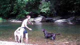 AMAZING SWIM WITH LABRADOR RETRIEVERS [upl. by Walliw]