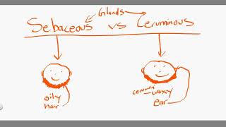 sebaceaous vs ceruminous [upl. by Brasca346]