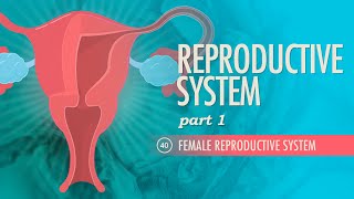 Reproductive System Part 1  Female Reproductive System Crash Course Anatomy amp Physiology 40 [upl. by Nadabb61]