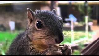 Wild pet squirrel making squeaking noises [upl. by Surdna]