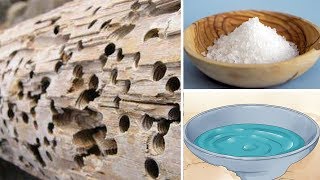 How To Kill Termites Naturally  100 Work [upl. by Ronym]