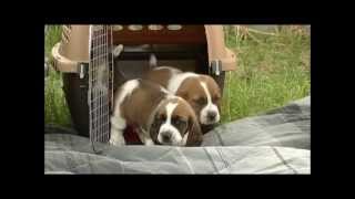 First Time Outdoors 26 Day Old Basset Hound Puppies [upl. by Dasa]