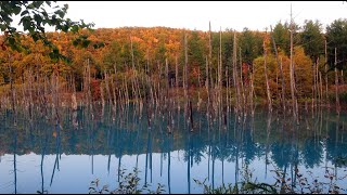 青い池 北海道 道の駅・白金ビルケからの紅葉と青い池の散歩 Blue Pond Hokkaido in Japan [upl. by Allak]