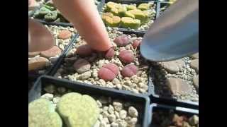 Transplanting Lithops in pumice substrate [upl. by Rehpotsrihc337]